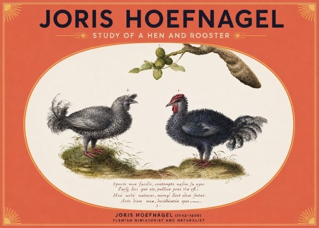 Joris Hoefnagel Study of a Hen and Rooster No3 - Plakát