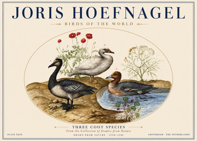 Joris Hoefnagel Three Coot Species No5 - Plakát