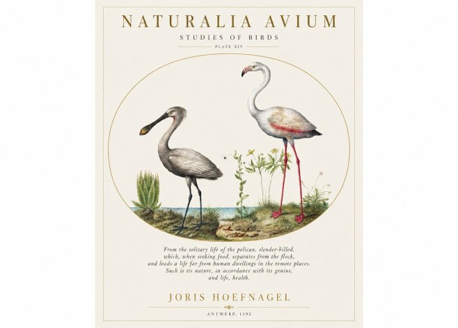 Joris Hoefnagel The Solitary Sanctuary of the Spoonbill and the Flamingo No2 - Plakát