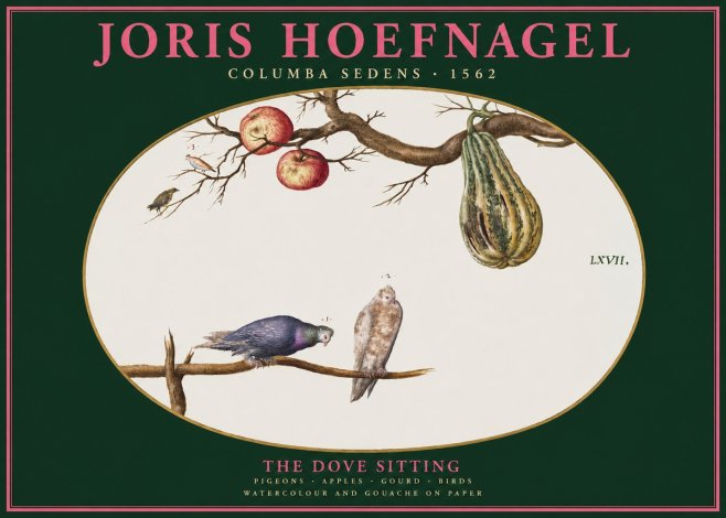 Joris Hoefnagel Pigeons Sitting. No3 - Plakát