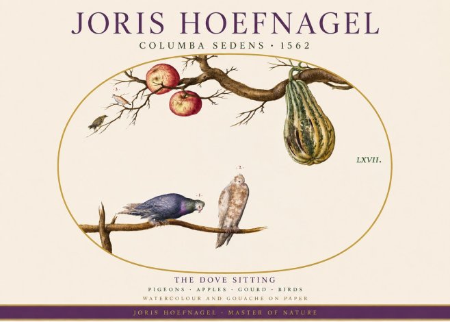 Joris Hoefnagel Pigeons Sitting. No4 - Plakát