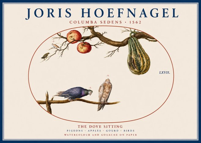 Joris Hoefnagel Pigeons Sitting. No5 - Plakát