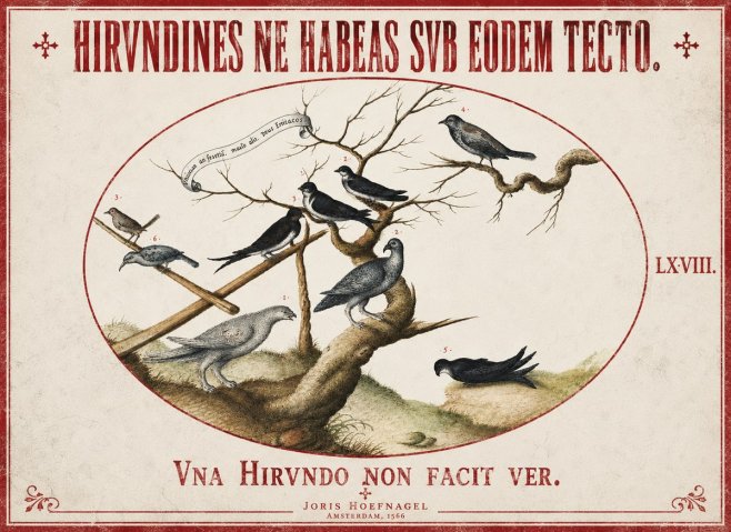 Joris Hoefnagel Birds Study No3 - Plakát