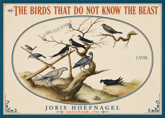 Joris Hoefnagel Birds Study No6 - Plakát
