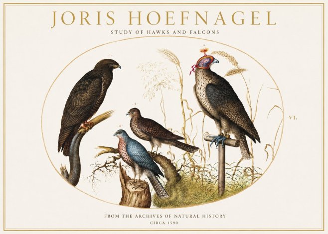 Joris Hoefnagel Studies of Hawks and Falcons No2 - Plakát