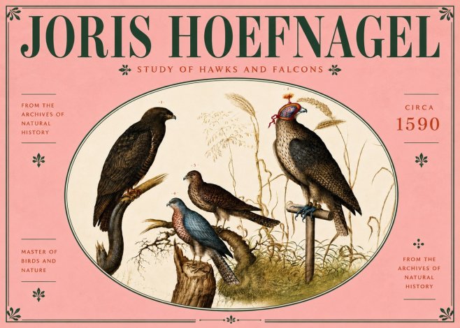 Joris Hoefnagel Studies of Hawks and Falcons No6 - Plakát
