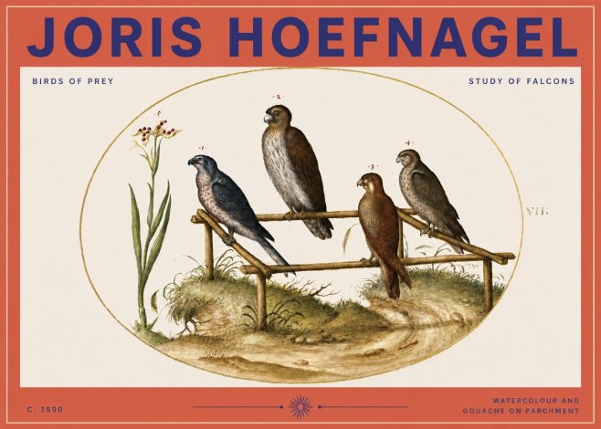 Joris Hoefnagel Study of Falcons No3 - Plakát