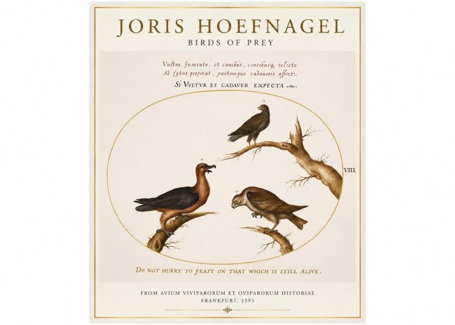 Joris Hoefnagel Birds of Prey No1 - Plakát