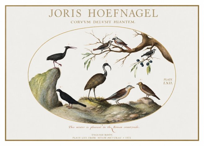 Joris Hoefnagel English Birds Plate Lxii No1 - Plakát