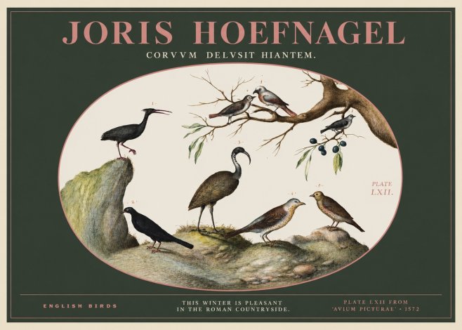 Joris Hoefnagel English Birds Plate Lxii No2 - Plakát