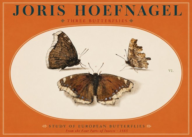 Joris Hoefnagel Three Butterflies I No2 - Plakát