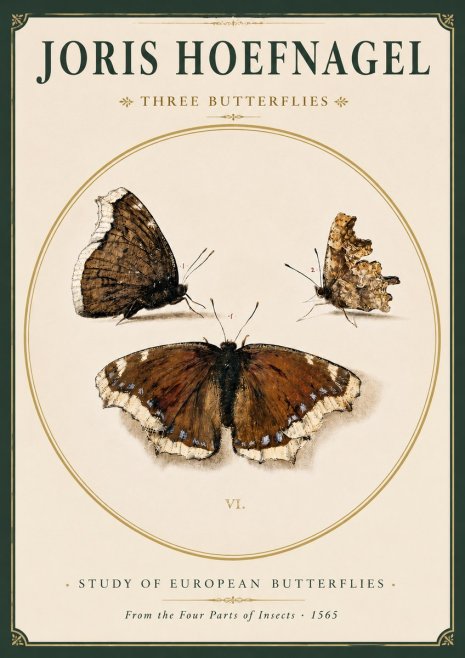 Joris Hoefnagel Three Butterflies I No3 - Plakát