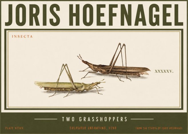 Joris Hoefnagel Two Grasshoppers No3 - Plakát