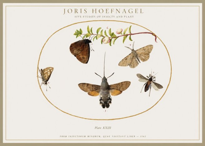 Joris Hoefnagel Five Studies of Insects and Plant No1 - Plakát