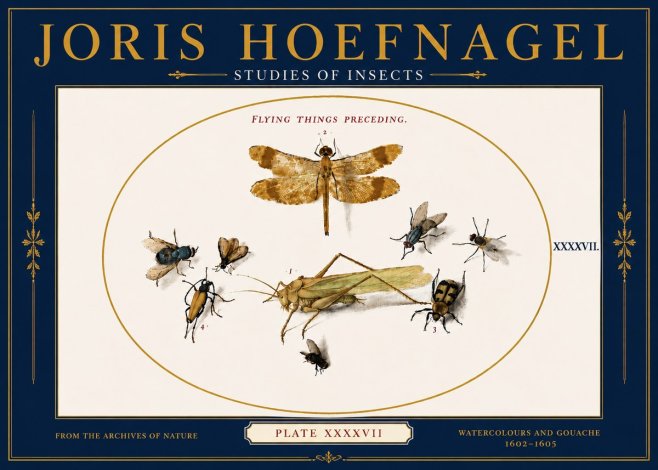 Joris Hoefnagel Flying Things Preceding. No6 - Plakát
