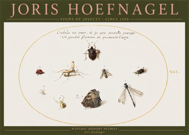 Joris Hoefnagel Study of Insects • Circa 1590 No2 - Plakát