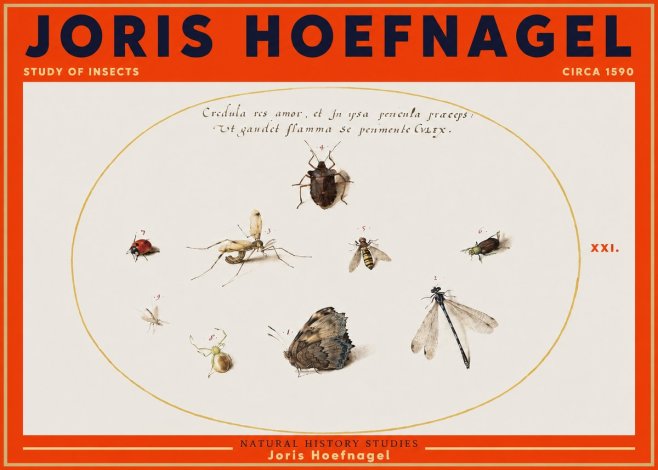 Joris Hoefnagel Study of Insects • Circa 1590 No3 - Plakát