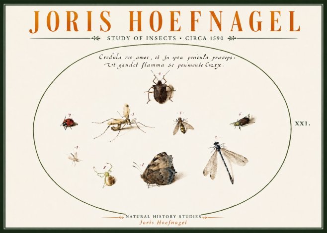 Joris Hoefnagel Study of Insects • Circa 1590 No6 - Plakát