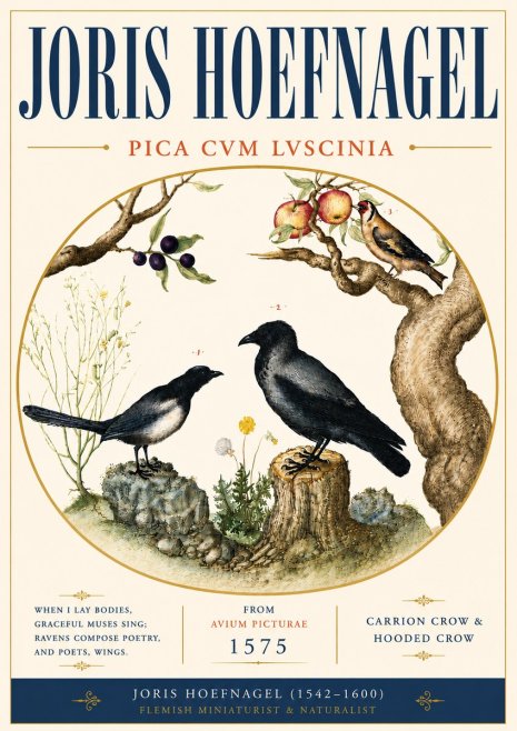 Joris Hoefnagel Carrion Crow & Hooded Crow No6 - Plakát