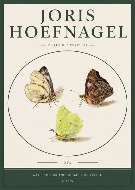 Joris Hoefnagel Three Butterflies II No2 - Plakát