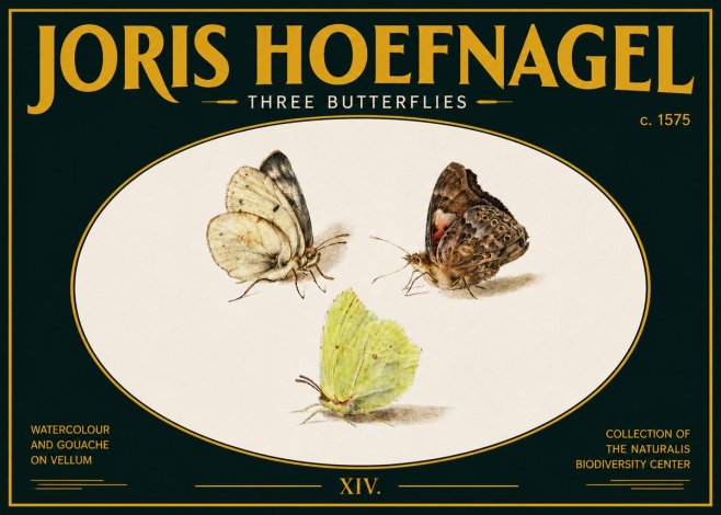 Joris Hoefnagel Three Butterflies II No5 - Plakát