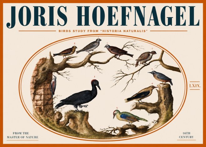 Joris Hoefnagel Birds in an Oval Frame No5 - Plakát