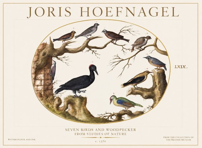 Joris Hoefnagel Birds in an Oval Frame No6 - Plakát