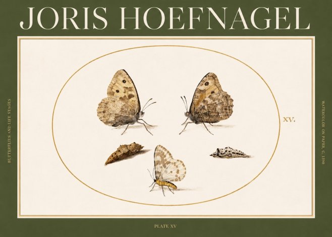 Joris Hoefnagel Butterflies and Life Stages - Plate Xv No2 - Plakát