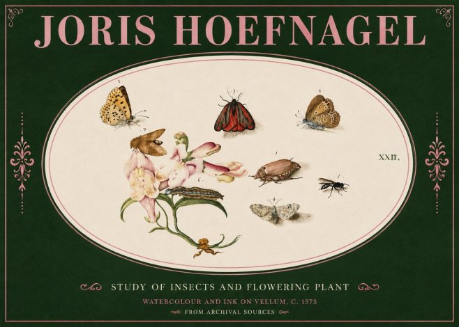 Joris Hoefnagel Study of Insects and Flowering Plant No4 - Plakát