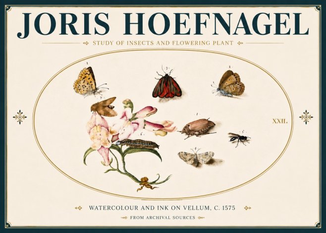Joris Hoefnagel Study of Insects and Flowering Plant No6 - Plakát
