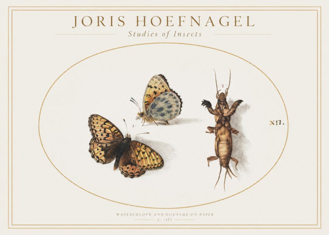 Joris Hoefnagel Studies of Insects Xii No1 - Plakát