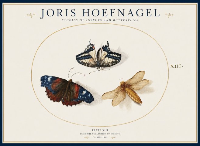 Joris Hoefnagel Studies of Insects - Plate Xiii No2 - Plakát