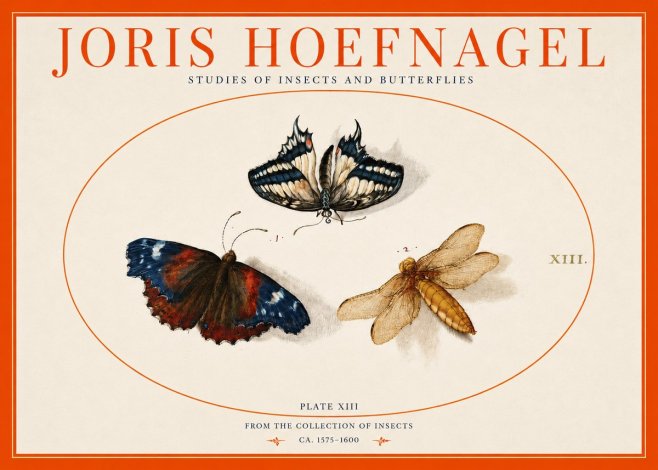 Joris Hoefnagel Studies of Insects - Plate Xiii No3 - Plakát