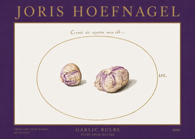 Joris Hoefnagel Garlic Bulbs Study from Nature No2 - Plakát