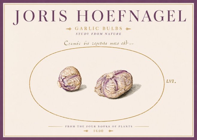 Joris Hoefnagel Garlic Bulbs Study from Nature No5 - Plakát