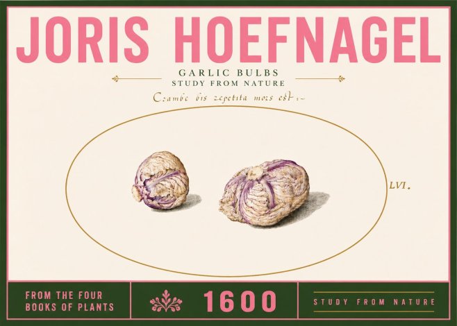 Joris Hoefnagel Garlic Bulbs Study from Nature No6 - Plakát
