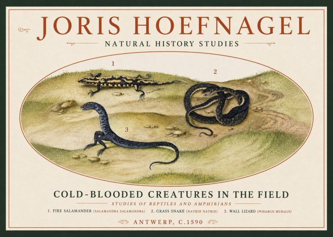 Joris Hoefnagel Cold-blooded Creatures in the Field No4 - Plakát