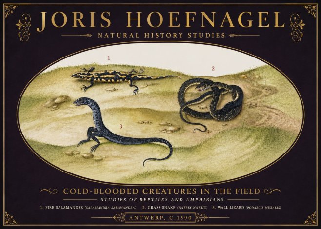Joris Hoefnagel Cold-blooded Creatures in the Field No6 - Plakát