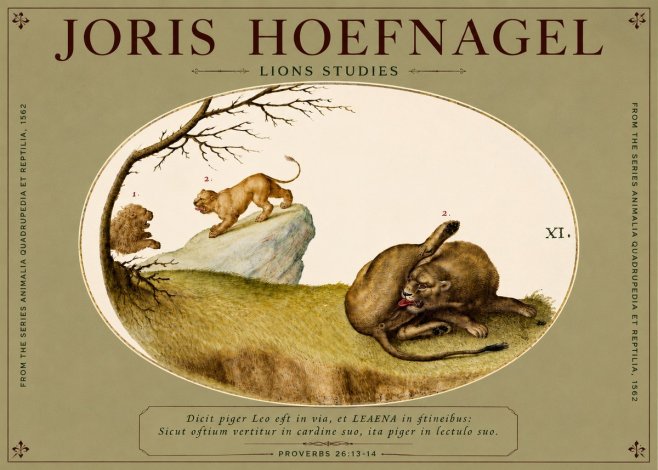 Joris Hoefnagel Lions Studies No4 - Plakát