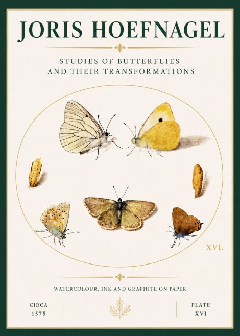 Joris Hoefnagel Studies of Butterflies and Their Transformations No4 - Plakát