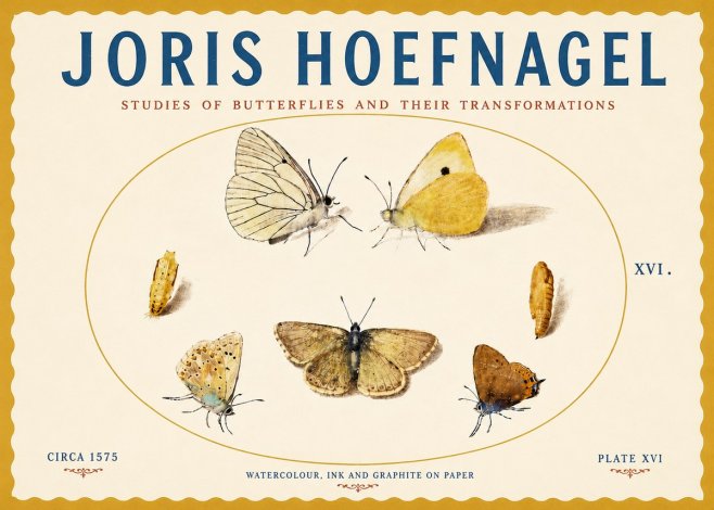Joris Hoefnagel Studies of Butterflies and Their Transformations No5 - Plakát