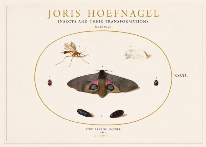Joris Hoefnagel Insects and Their Transformations - Plate Xxvii No1 - Plakát