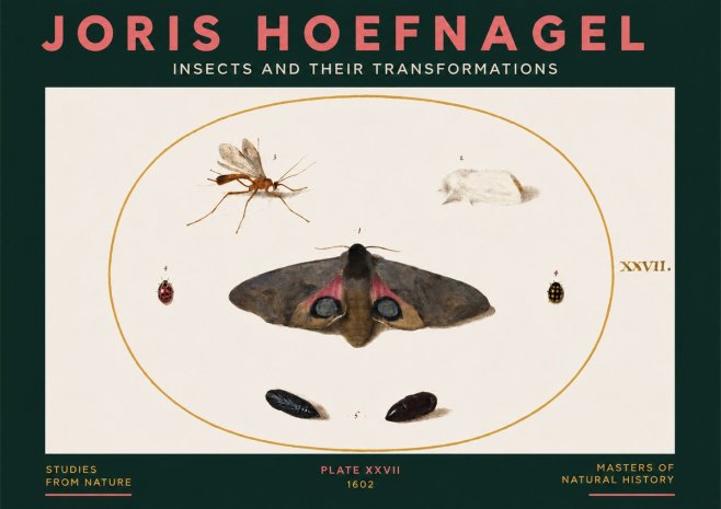 Joris Hoefnagel Insects and Their Transformations - Plate Xxvii No3 - Plakát