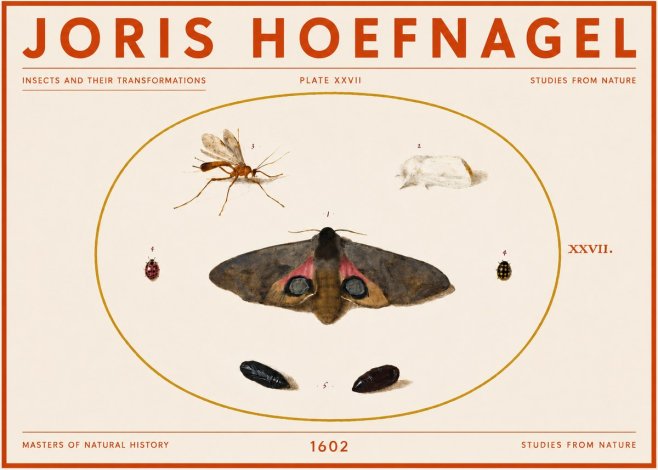 Joris Hoefnagel Insects and Their Transformations - Plate Xxvii No5 - Plakát