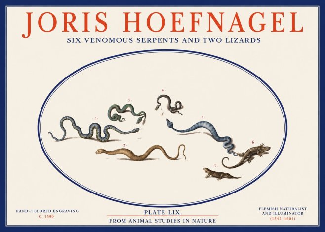 Joris Hoefnagel Six Venomous Serpents and Two Lizards No2 - Plakát