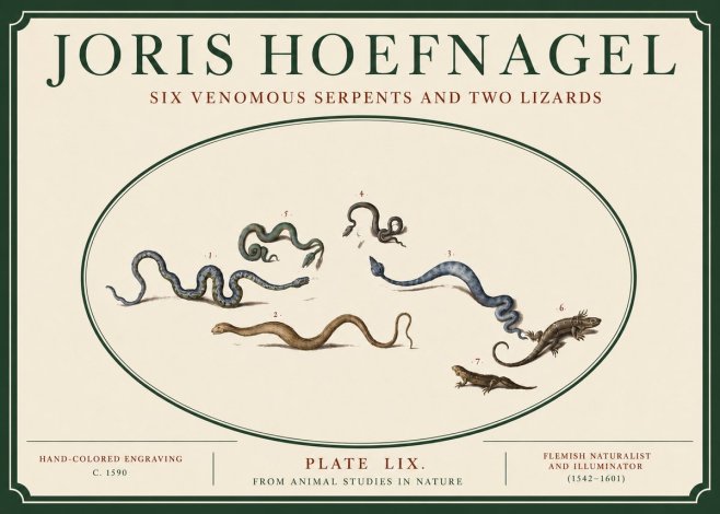 Joris Hoefnagel Six Venomous Serpents and Two Lizards No3 - Plakát