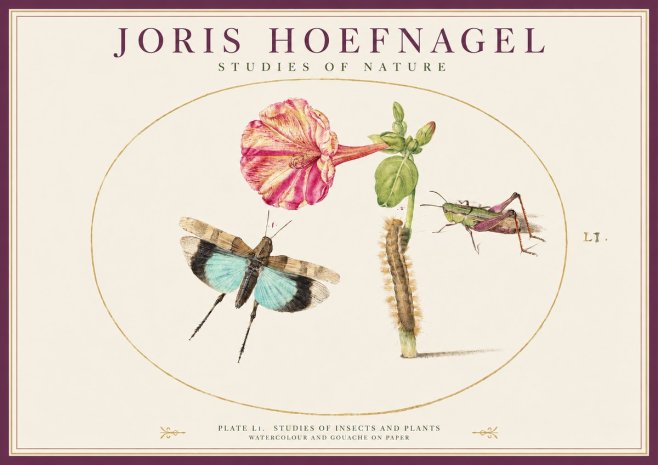Joris Hoefnagel Plate L1. Studies of Insects and Plants No1 - Plakát