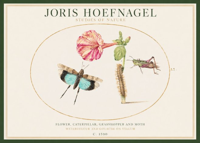 Joris Hoefnagel Plate L1. Studies of Insects and Plants No2 - Plakát