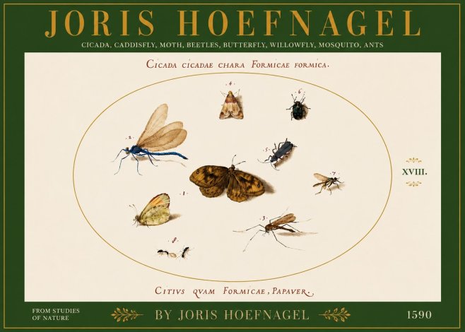 Joris Hoefnagel Cicada Cicadae Chara Formicae Formica. No6 - Plakát
