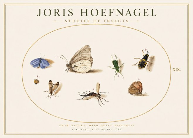 Joris Hoefnagel Studies of Insects V No1 - Plakát